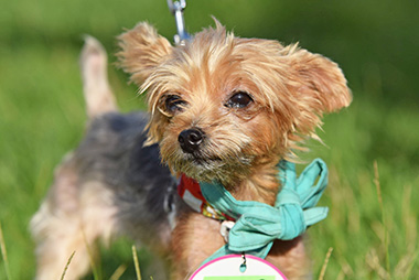 f:id:animal_protections:20160929002854j:image