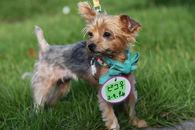 f:id:animal_protections:20160929002855j:image