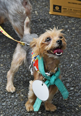 f:id:animal_protections:20160929002859j:image