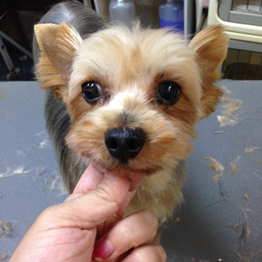 f:id:animal_protections:20161004232929j:image