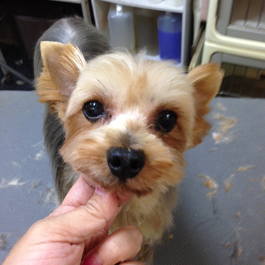 f:id:animal_protections:20161004232930j:image