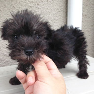 f:id:animal_protections:20161010175051j:image