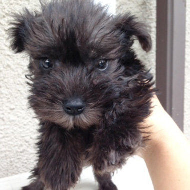 f:id:animal_protections:20161010175053j:image