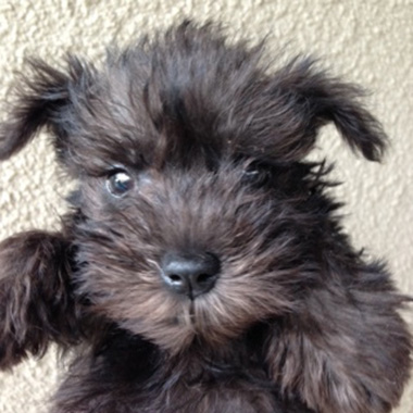 f:id:animal_protections:20161010175056j:image