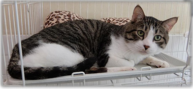 f:id:animal_protections:20161011230928j:image