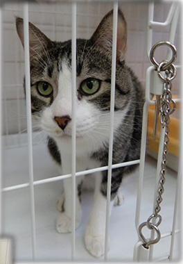 f:id:animal_protections:20161011230929j:image