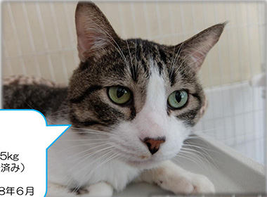 f:id:animal_protections:20161011230930j:image