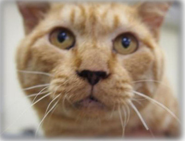 f:id:animal_protections:20161011231819j:image