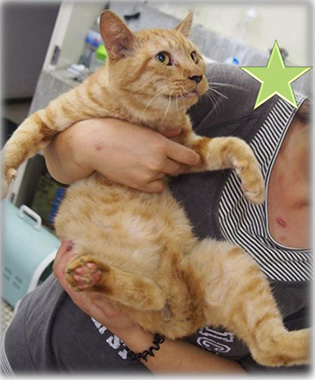 f:id:animal_protections:20161011231820j:image