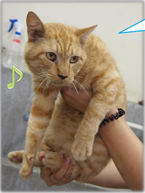 f:id:animal_protections:20161011231821j:image