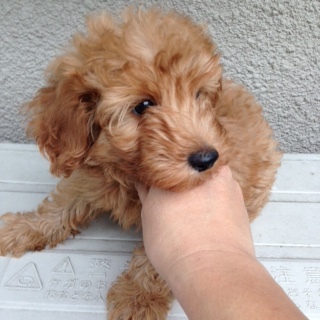 f:id:animal_protections:20161018233522j:image