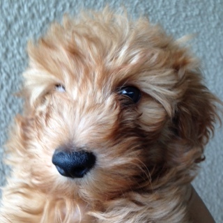 f:id:animal_protections:20161018233541j:image