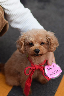 f:id:animal_protections:20161019174837j:image f:id:animal_protections:20161019174837j:image