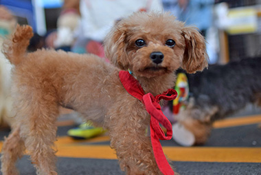 f:id:animal_protections:20161019174841j:image f:id:animal_protections:20161019174841j:image
