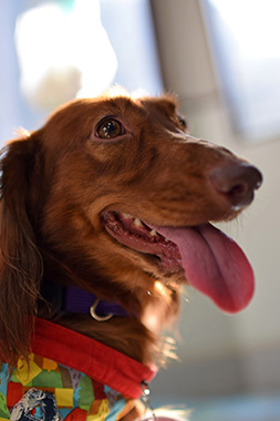 f:id:animal_protections:20161107153058j:image f:id:animal_protections:20161107153058j:image