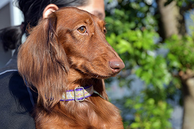 f:id:animal_protections:20161107153059j:image f:id:animal_protections:20161107153059j:image