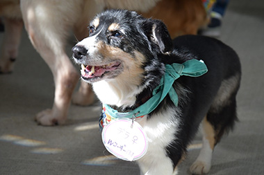 f:id:animal_protections:20161107154002j:image