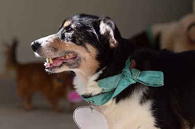 f:id:animal_protections:20161107154005j:image
