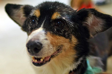 f:id:animal_protections:20161107154006j:image