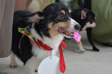 f:id:animal_protections:20161107154007j:image