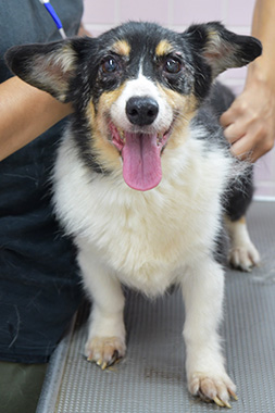 f:id:animal_protections:20161107154009j:image