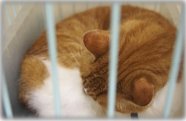 f:id:animal_protections:20161109182605j:image