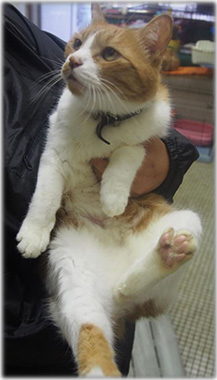 f:id:animal_protections:20161109182606j:image
