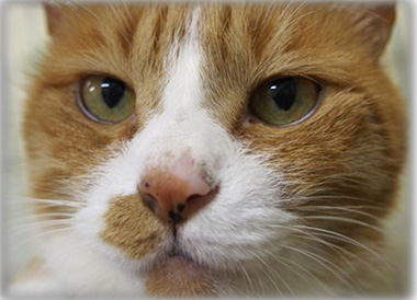 f:id:animal_protections:20161109182607j:image