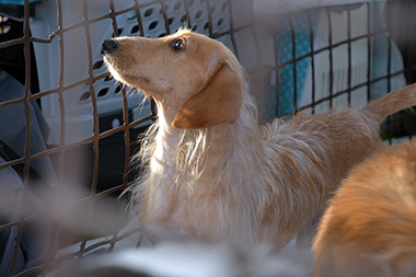 f:id:animal_protections:20161122230041j:image f:id:animal_protections:20161122230041j:image