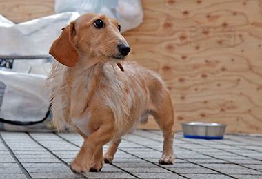 f:id:animal_protections:20161122230042j:image f:id:animal_protections:20161122230042j:image