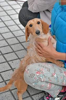 f:id:animal_protections:20161122230044j:image f:id:animal_protections:20161122230044j:image