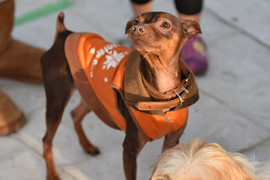 f:id:animal_protections:20161122230554j:image f:id:animal_protections:20161122230554j:image
