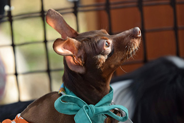 f:id:animal_protections:20161122230555j:image f:id:animal_protections:20161122230555j:image