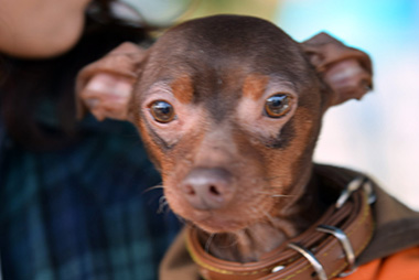 f:id:animal_protections:20161122230556j:image f:id:animal_protections:20161122230556j:image