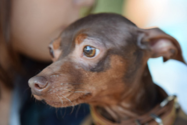 f:id:animal_protections:20161122230557j:image f:id:animal_protections:20161122230557j:image