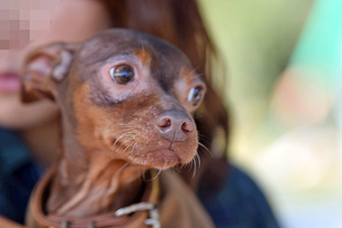 f:id:animal_protections:20161122230558j:image f:id:animal_protections:20161122230558j:image