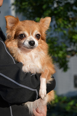 f:id:animal_protections:20161122231104j:image