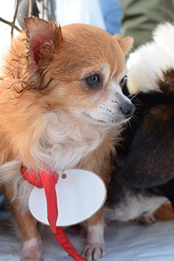 f:id:animal_protections:20161122231105j:image