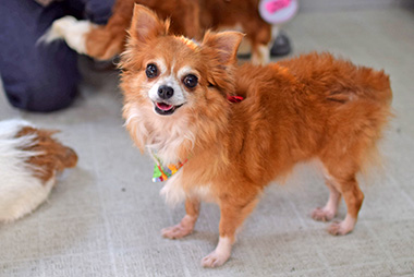 f:id:animal_protections:20161122231109j:image