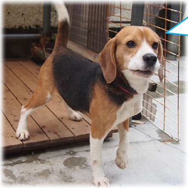 f:id:animal_protections:20161204230440j:image