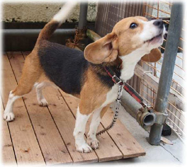 f:id:animal_protections:20161204230441j:image