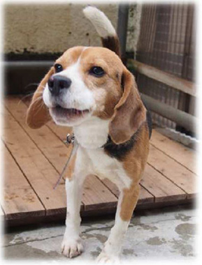 f:id:animal_protections:20161204230442j:image