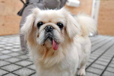 f:id:animal_protections:20161206211154j:image