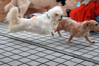f:id:animal_protections:20161206211155j:image