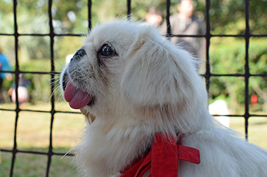 f:id:animal_protections:20161206211156j:image