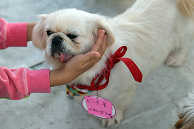 f:id:animal_protections:20161206211157j:image