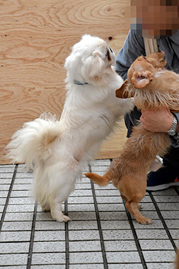 f:id:animal_protections:20161206211158j:image