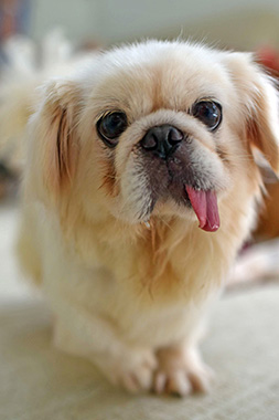 f:id:animal_protections:20161206211159j:image