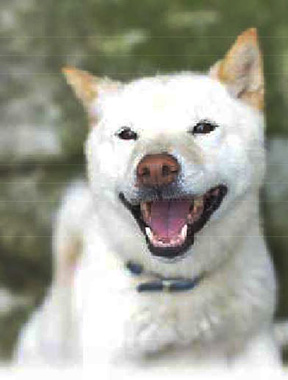 f:id:animal_protections:20161214222813j:image