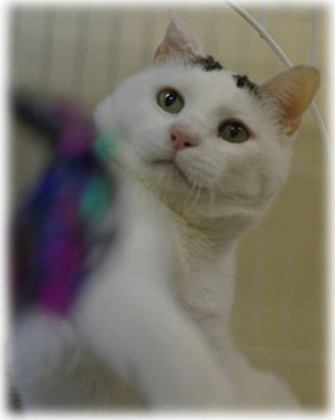 f:id:animal_protections:20161222012701j:image